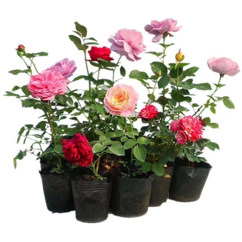 月季果汁月阳大花月季浓香带花苞庭院阳台观花四季开花卉绿植