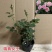 月季果汁月阳大花月季浓香带花苞庭院阳台观花四季开花卉绿植