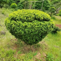 产地直供精品瓜子黄杨造型花瓶庭院景观小叶黄杨花瓶造型批发