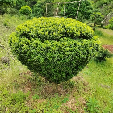 产地直供精品瓜子黄杨造型花瓶庭院景观小叶黄杨花瓶造型批发