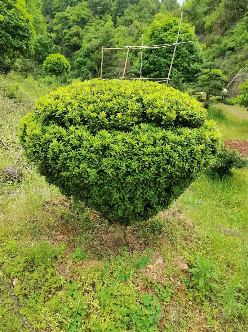 产地直供精品瓜子黄杨造型花瓶庭院景观小叶黄杨花瓶造型批发