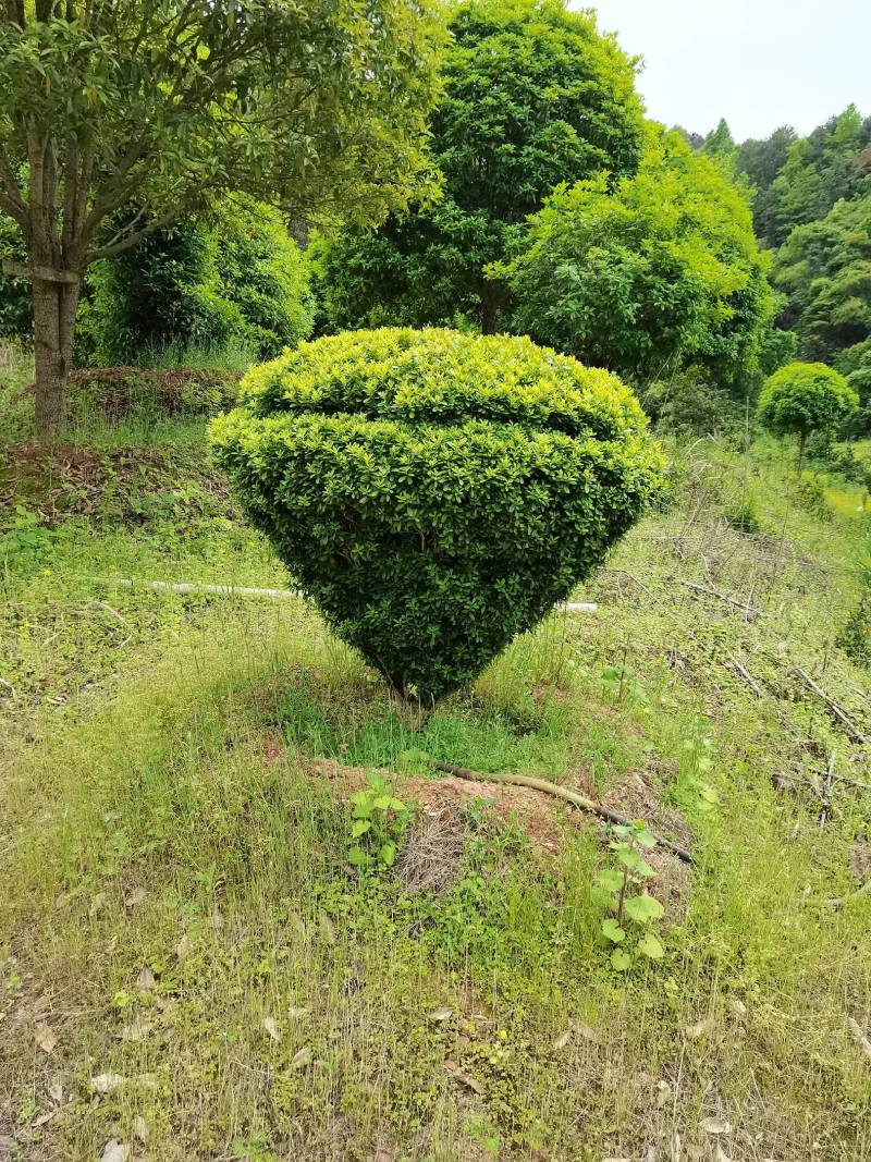 产地直供精品瓜子黄杨造型花瓶庭院景观小叶黄杨花瓶造型批发