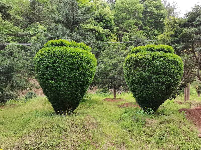 产地直供精品瓜子黄杨造型花瓶庭院景观小叶黄杨花瓶造型批发