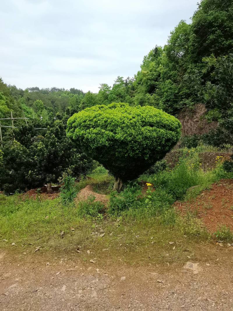 产地直供精品瓜子黄杨造型花瓶庭院景观小叶黄杨花瓶造型批发