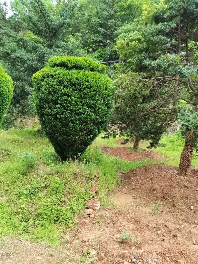 产地直供精品瓜子黄杨造型花瓶庭院景观小叶黄杨花瓶造型批发