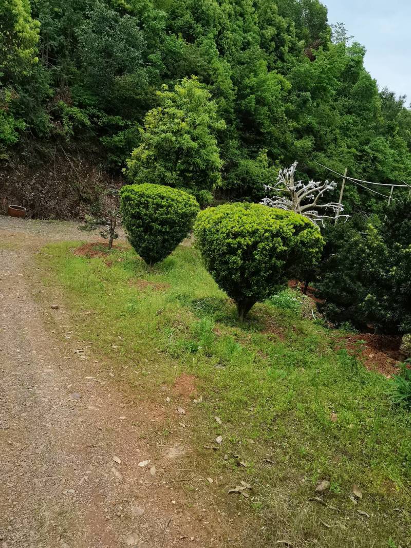 产地直供精品瓜子黄杨造型花瓶庭院景观小叶黄杨花瓶造型批发