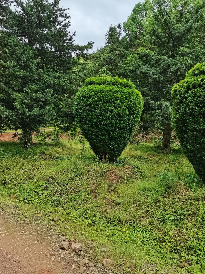 产地直供精品瓜子黄杨造型花瓶庭院景观小叶黄杨花瓶造型批发