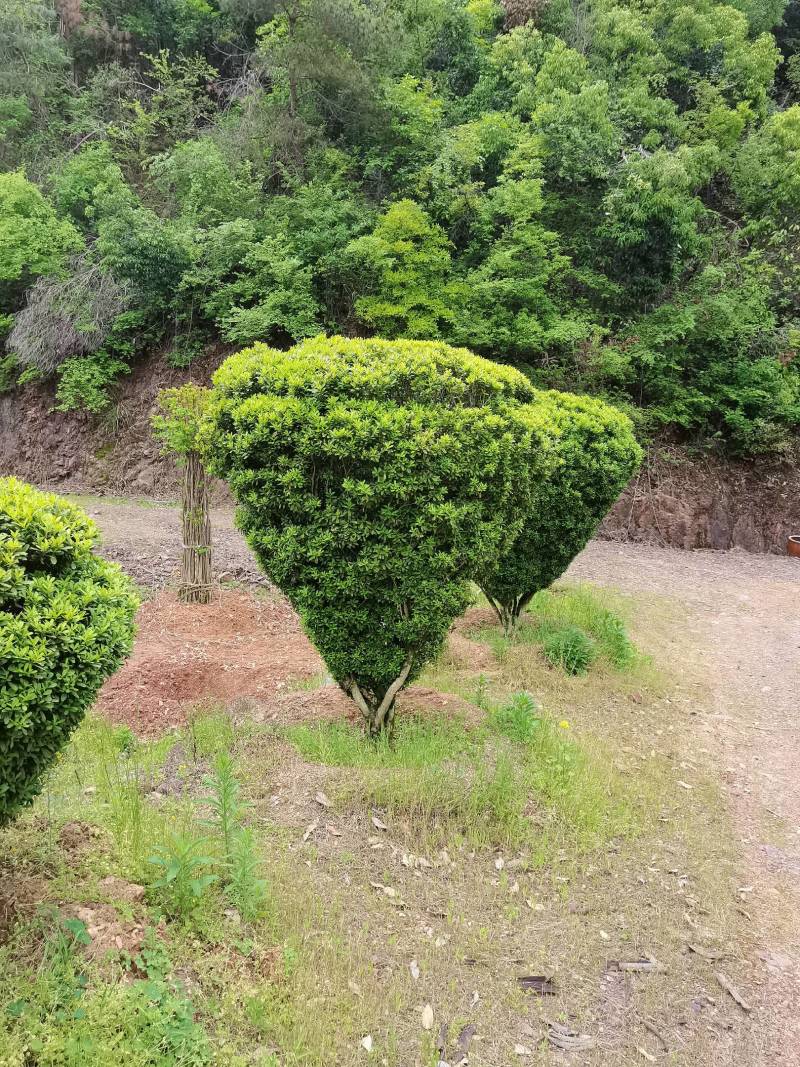 产地直供精品瓜子黄杨造型花瓶庭院景观小叶黄杨花瓶造型批发