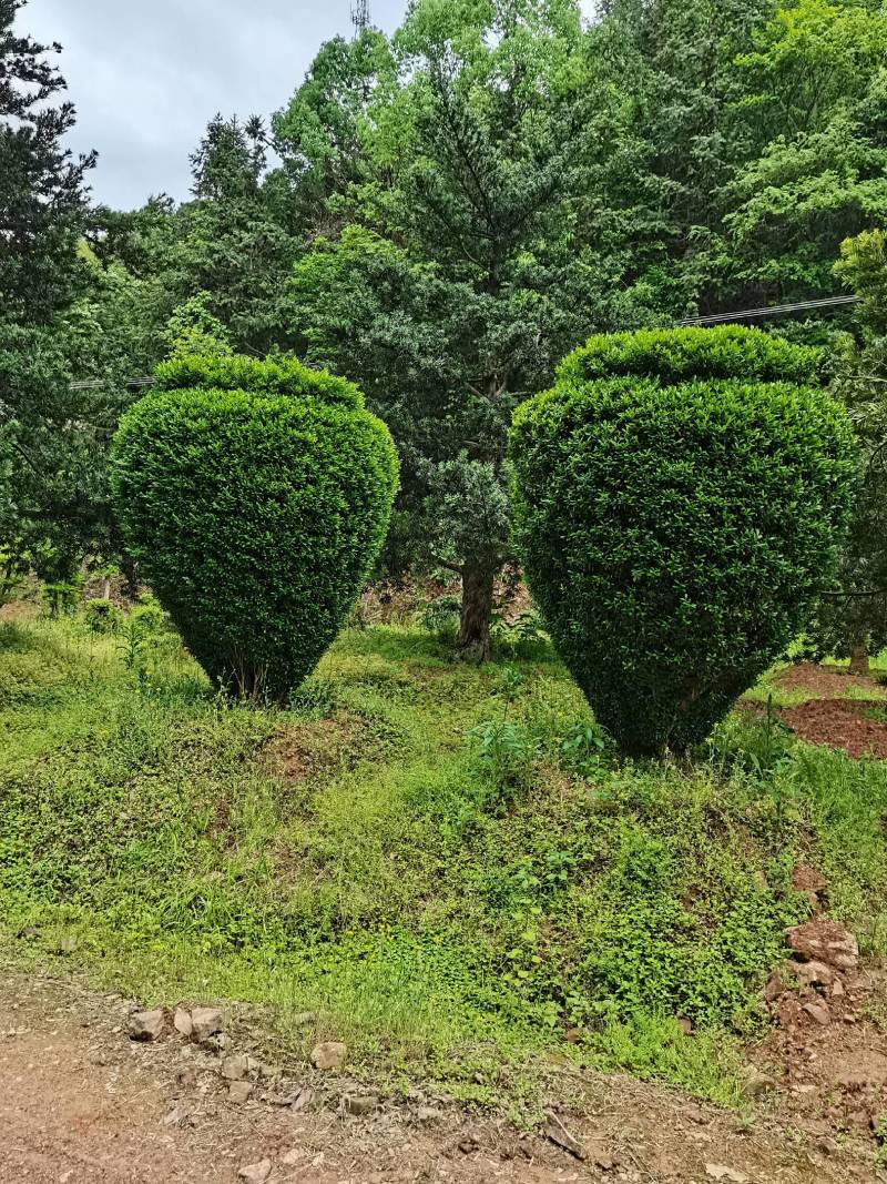 产地直供精品瓜子黄杨造型花瓶庭院景观小叶黄杨花瓶造型批发