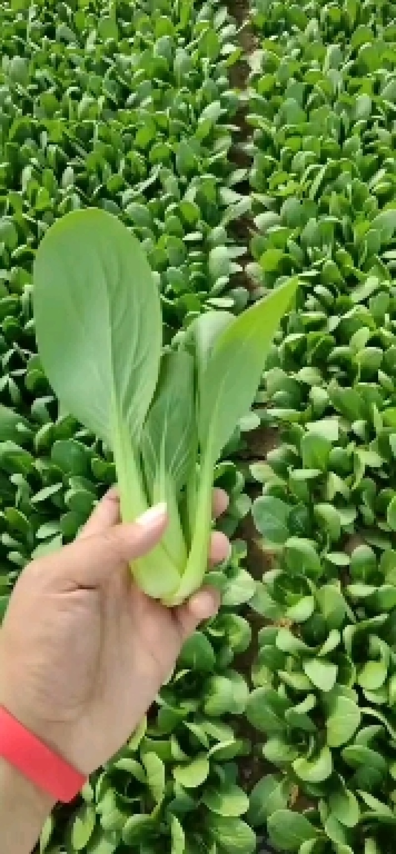 曹县万亩油菜基地直发，