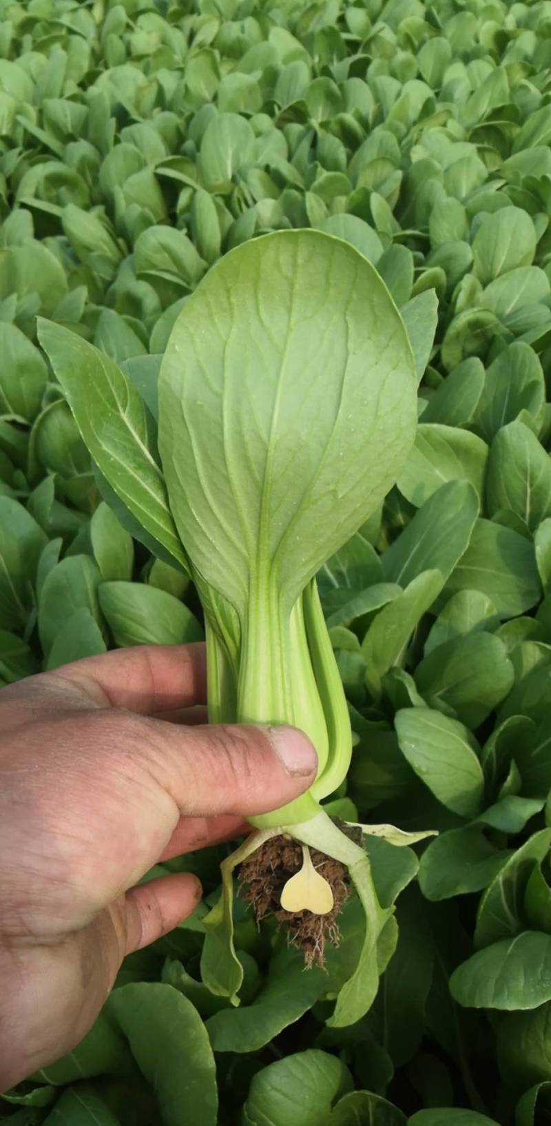 曹县万亩油菜基地直发，