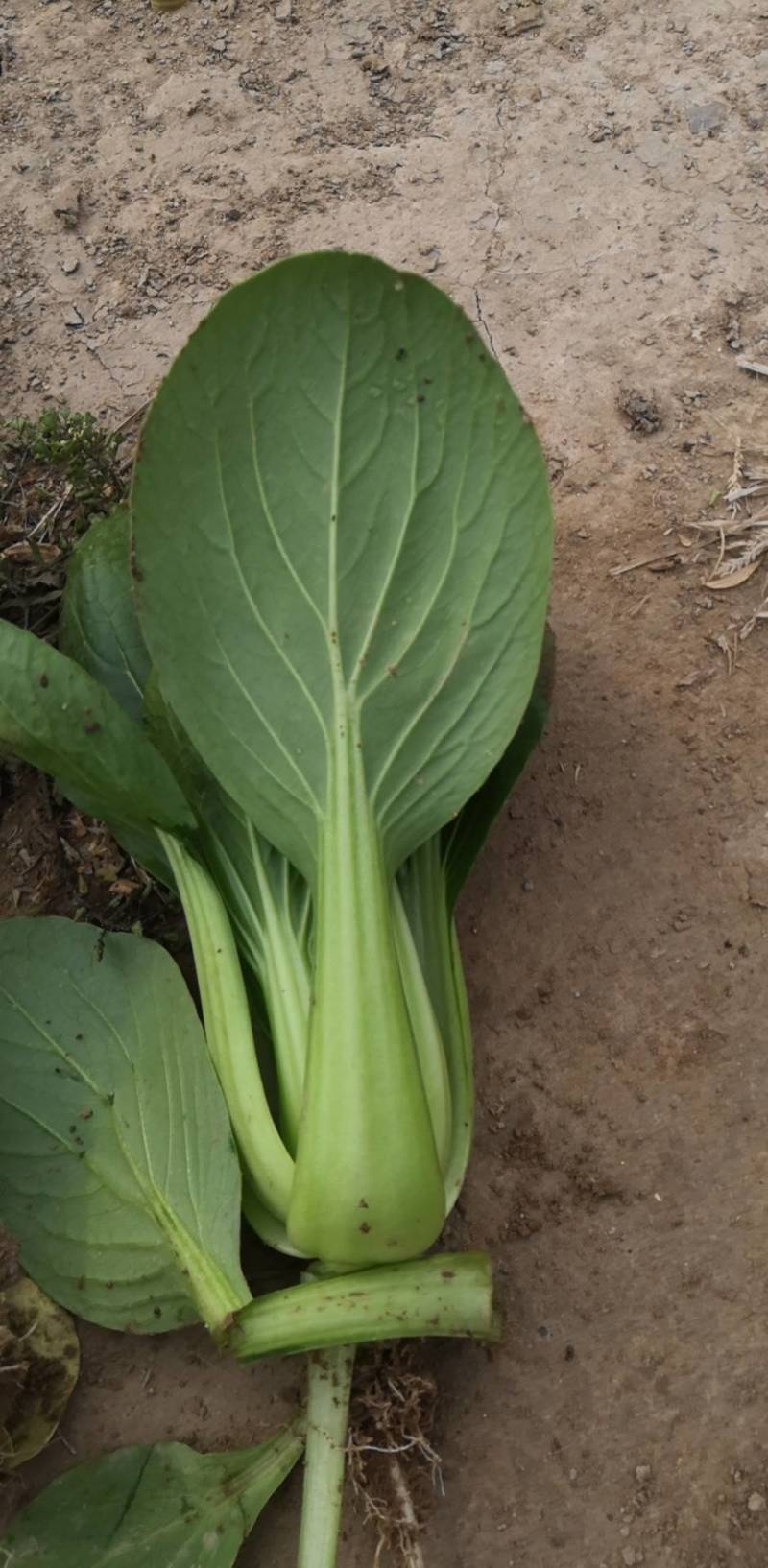 曹县万亩油菜基地直发，