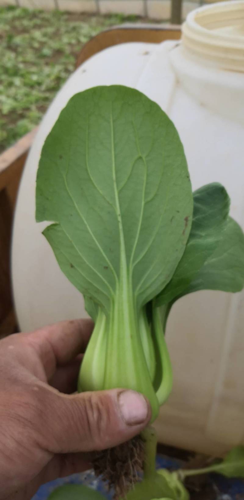 曹县万亩油菜基地直发，