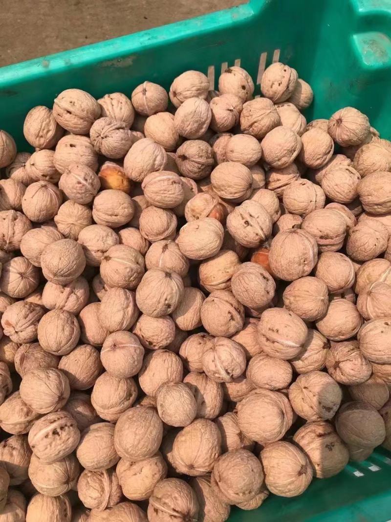 赞皇县辽系去皮鲜核桃批发，可机器脱皮，可代加工，质量保证