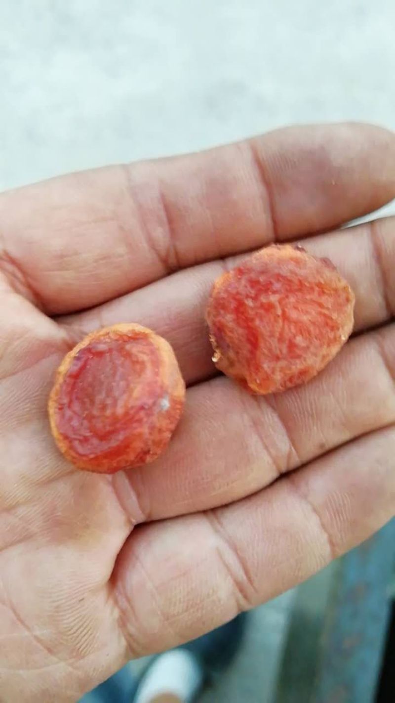 伊犁特产，树上干杏，产地直发，用品质说话！欢迎选购