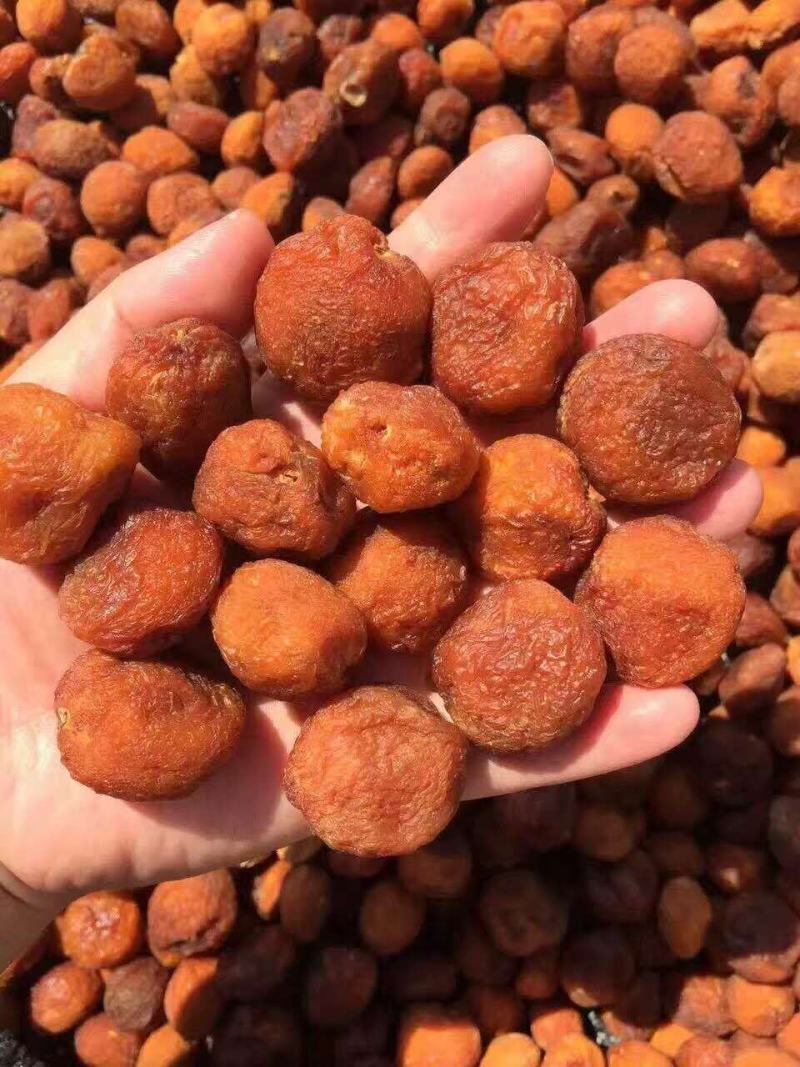 伊犁特产，树上干杏，产地直发，用品质说话！欢迎选购