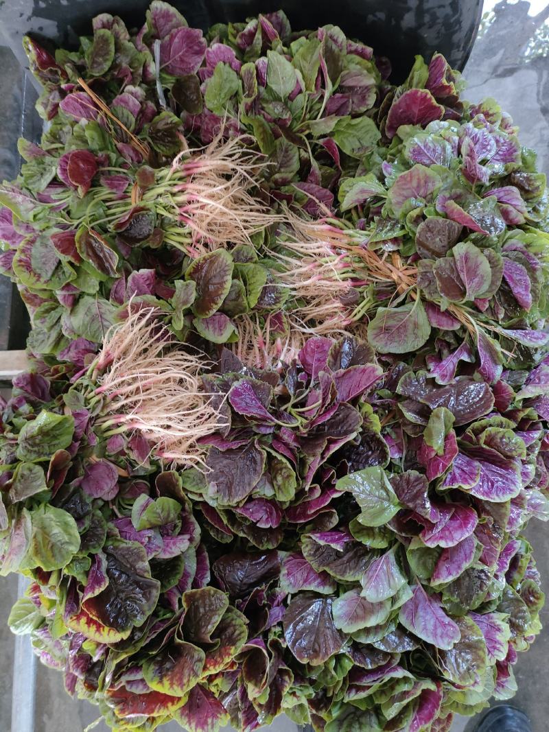 寒菜（新鮮红叶寒菜现货）