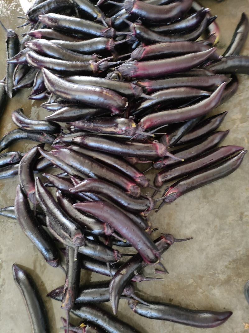 茄子（新鲜烧烤茄子现货供应）