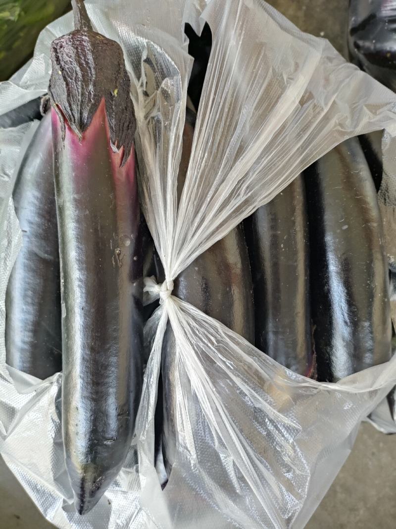 茄子（新鲜烧烤茄子现货供应）