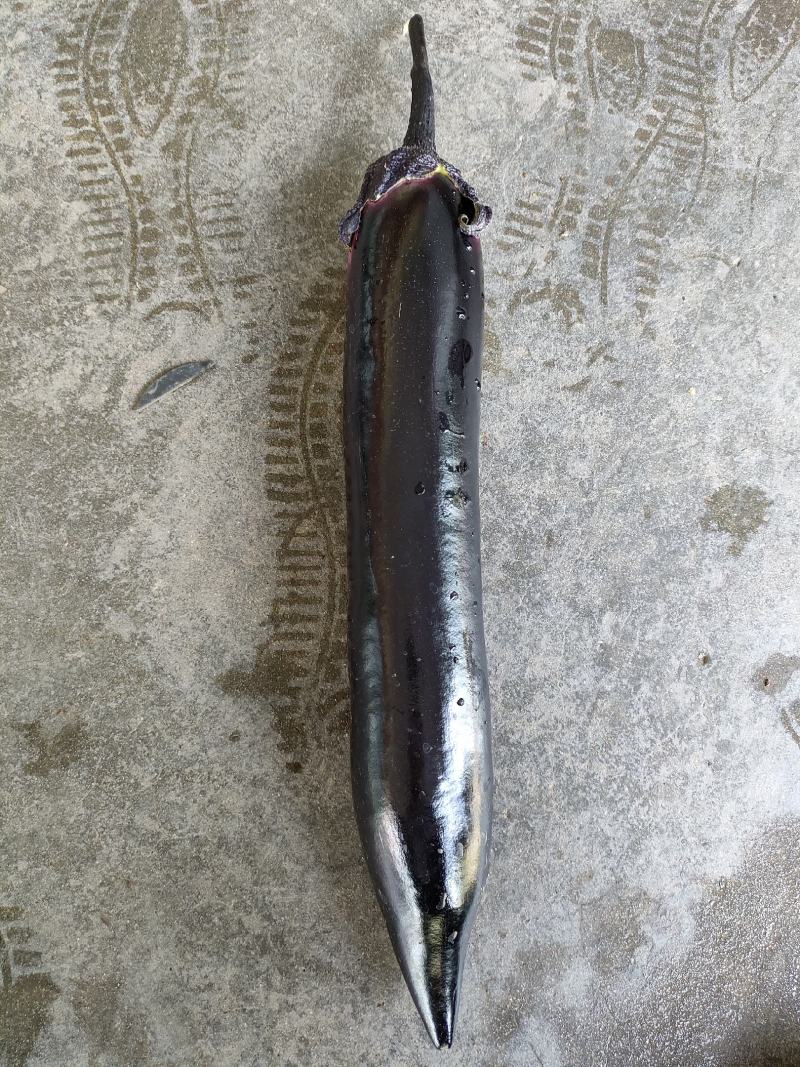 茄子（新鲜烧烤茄子现货供应）
