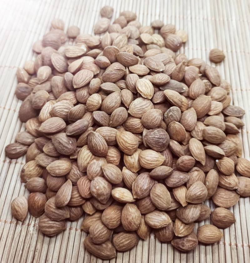 山桃仁新货颗粒饱满各种中药材养生花茶批发地道药材