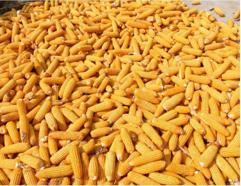 【一件代发】产地销食用玉米面玉米粉农家粗细五谷杂粮粉