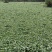 凤眼蓝别名水葫芦这里成灾了求带走鱼虾蟹遮阴好帮手