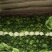 黄心大白菜，产地直发！无烧心，起胎，虫眼！