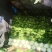 黄心大白菜，产地直发！无烧心，起胎，虫眼！