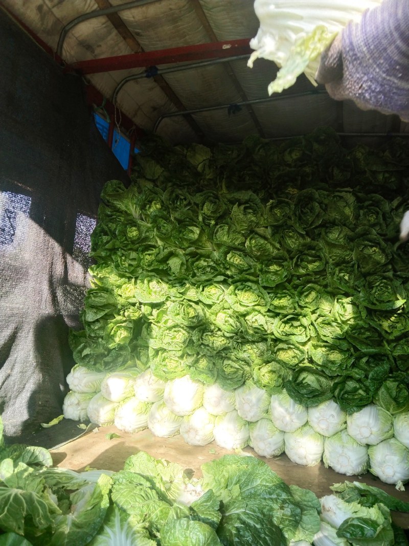 黄心大白菜，产地直发！无烧心，起胎，虫眼！