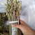 贵阳野生蕨菜龙爪菜现摘现卖