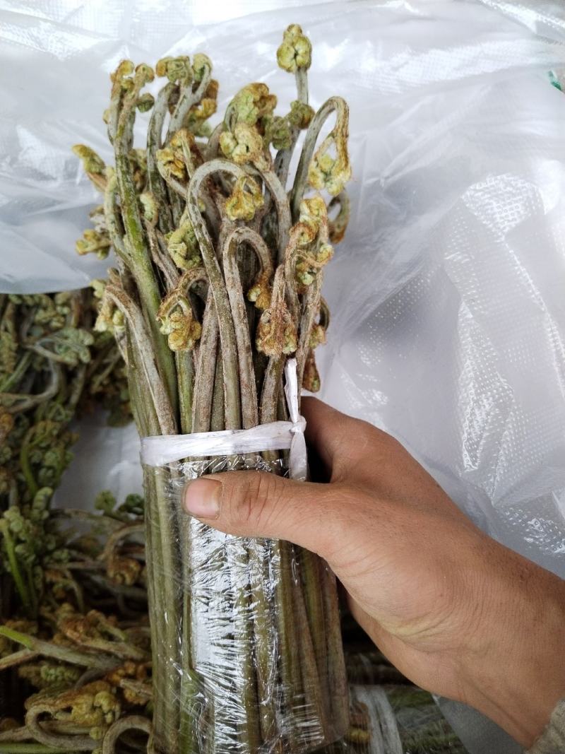 贵阳野生蕨菜龙爪菜现摘现卖