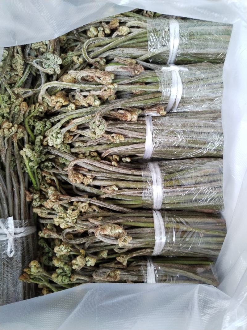 贵阳野生蕨菜龙爪菜现摘现卖