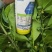 日本旭化复硝酚钠保花保果膨果着色发芽分化生根壮苗