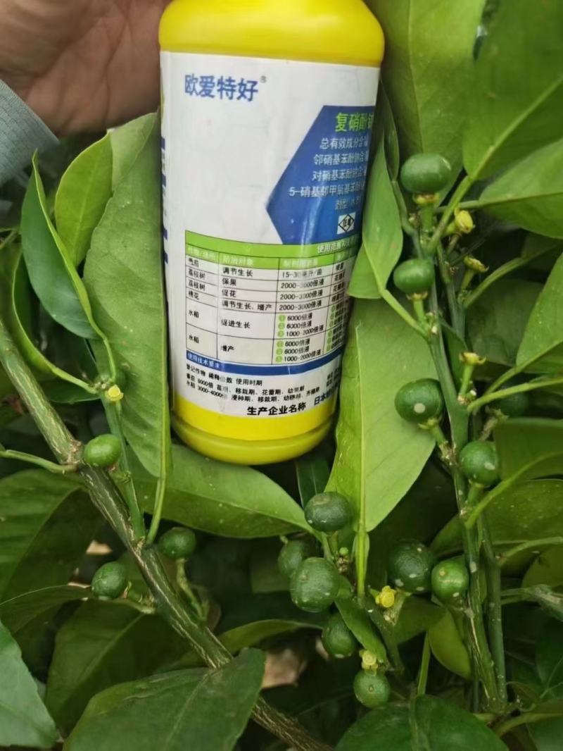 日本旭化复硝酚钠保花保果膨果着色发芽分化生根壮苗