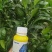 日本旭化复硝酚钠保花保果膨果着色发芽分化生根壮苗