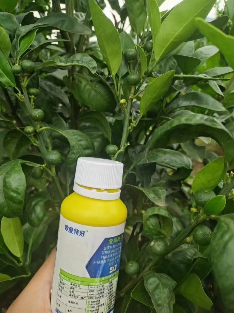 日本旭化复硝酚钠保花保果膨果着色发芽分化生根壮苗