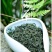 供应绿茶炒青新茶香茶毛尖茶春茶清明茶湖北绿茶恩施边远山区