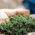 供应绿茶炒青新茶香茶毛尖茶春茶清明茶湖北绿茶恩施边远山区