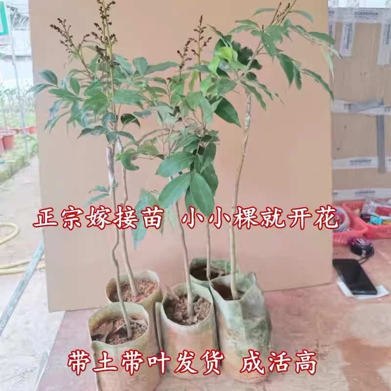 三月红荔枝苗早熟品种正宗嫁接苗南方阳台庭院盆栽地栽种植果