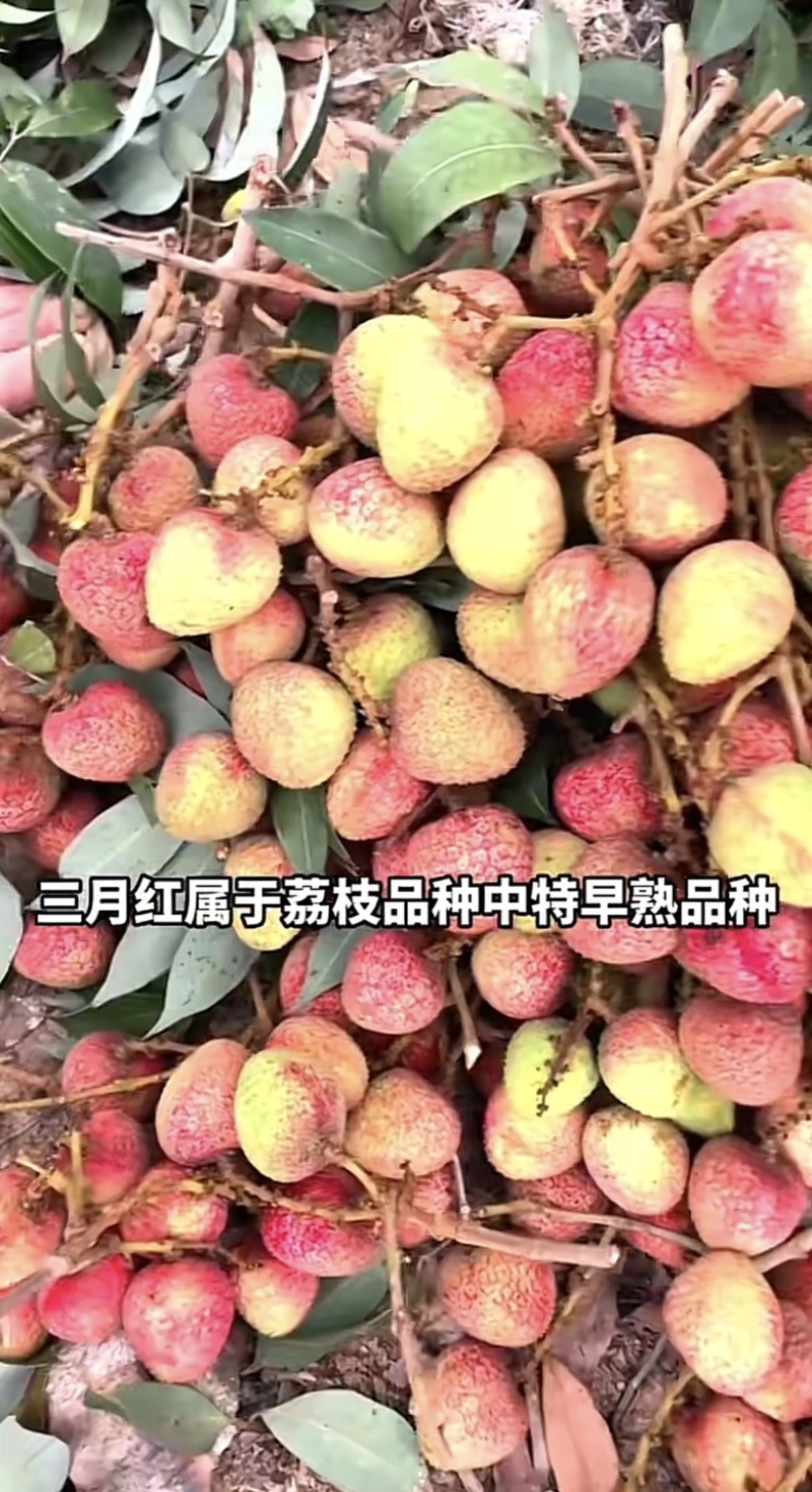 三月红荔枝苗早熟品种正宗嫁接苗南方阳台庭院盆栽地栽种植果