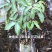 三月红荔枝苗早熟品种正宗嫁接苗南方阳台庭院盆栽地栽种植果