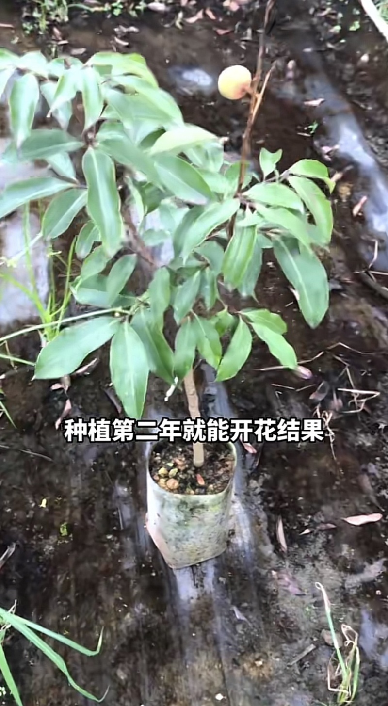 三月红荔枝苗早熟品种正宗嫁接苗南方阳台庭院盆栽地栽种植果