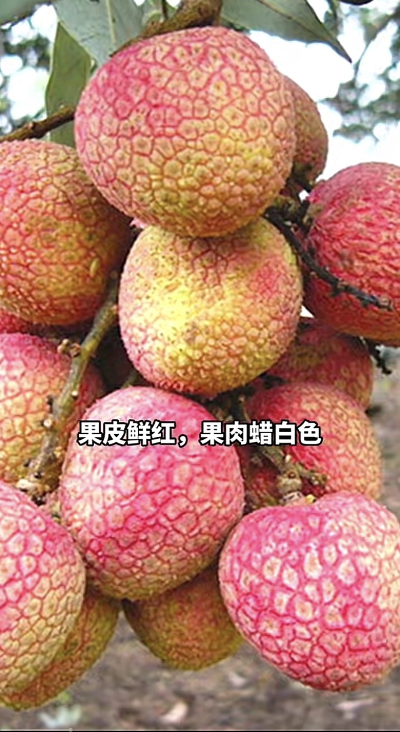 三月红荔枝苗早熟品种正宗嫁接苗南方阳台庭院盆栽地栽种植果
