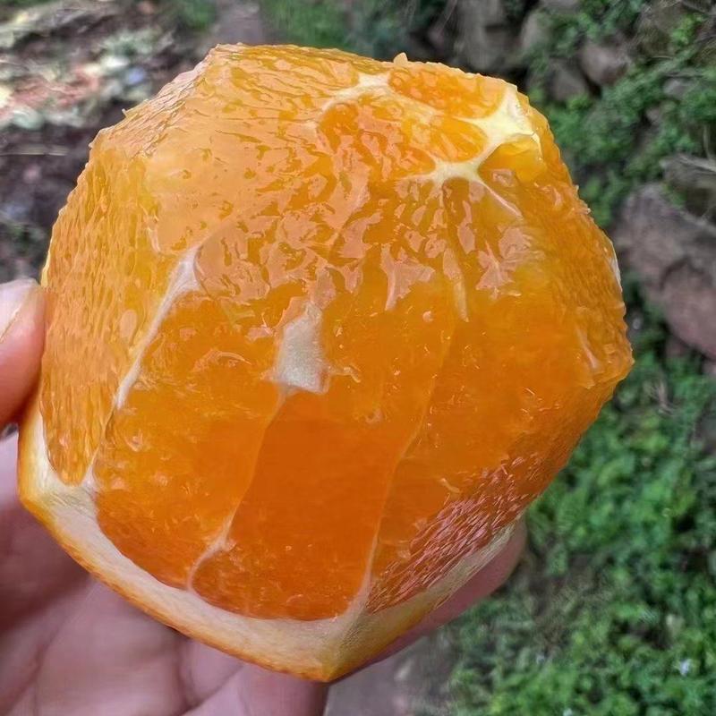 精品夏橙橙子湖北柑橘，产地柑桔，看货论价保质保量