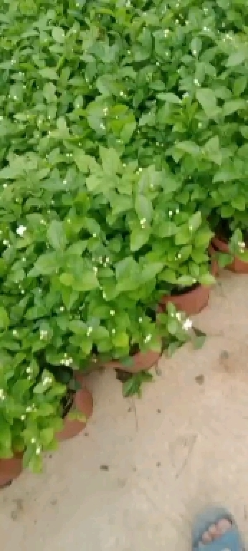 横县茉莉花窝苗盆景花卉盆栽绿植景观【基地直发】