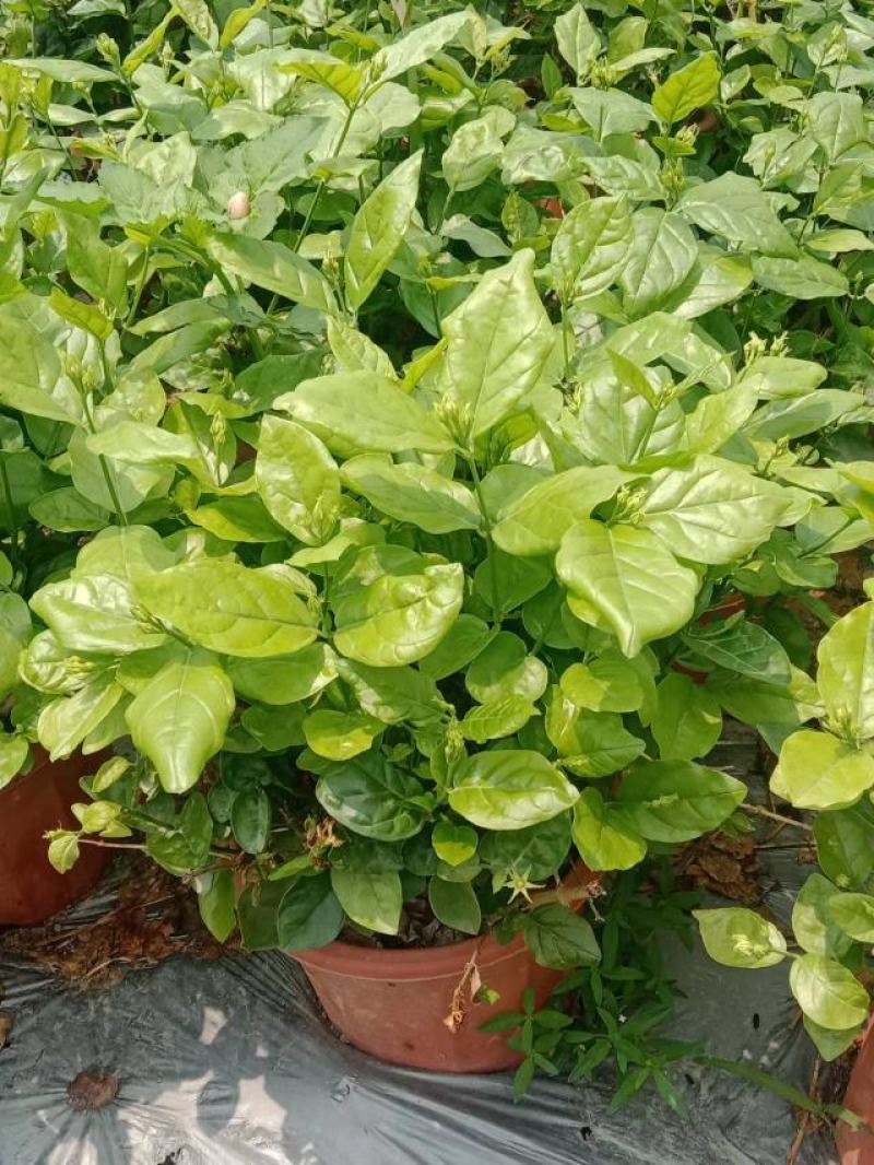 横县茉莉花窝苗盆景花卉盆栽绿植景观【基地直发】