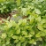 横县茉莉花窝苗盆景花卉盆栽绿植景观【基地直发】