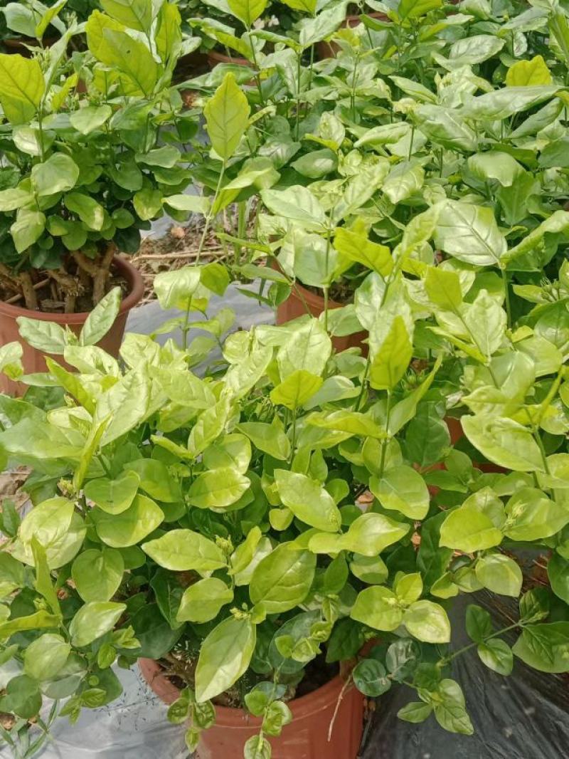 横县茉莉花窝苗盆景花卉盆栽绿植景观【基地直发】