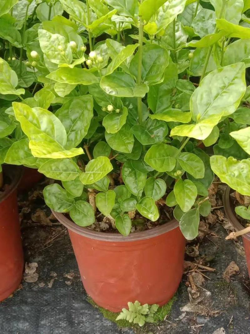 横县茉莉花窝苗盆景花卉盆栽绿植景观【基地直发】